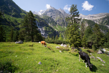 Zwei Kühe vor Bergpanorama in den österreichischen Alpen bei Mayrhofen