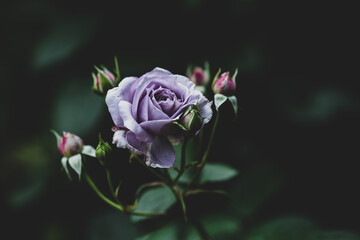 Fototapeta na wymiar 薄紫色のバラの花　5月