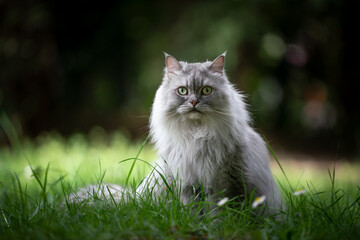 Naklejka na ściany i meble gray silver tabby british longhair cat sitting on green meadow outdoors in nature looking at camera