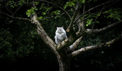 gray silver tabby british longhair cat sitting on an apple tree outdoors in nature observing the back yard