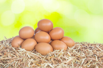 Chicken egg on green light bokeh nature background.