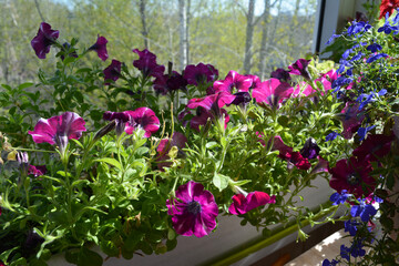 Vibrant petunia and lobelia flowers in sunny summer day. Small urban garden on the balcony.