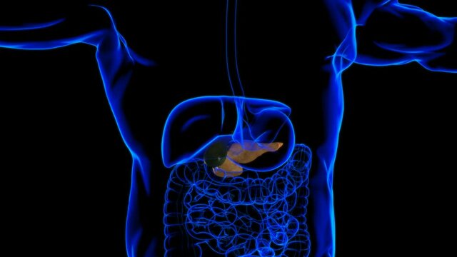 Human Gall Bladder Anatomy With Digestive System For Medical Concept