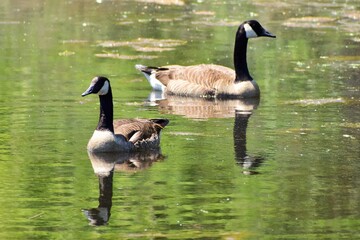 Canadian geese 