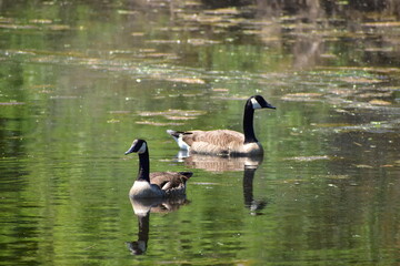 Obraz premium Canadian geese 