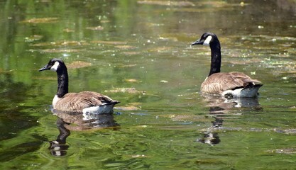 Canadian geese 
