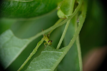Close up of little green grashopper eating leaf.