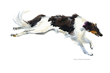 Russian wolfhound breed dog watercolor portrait isolated on white. Borzoi illustration. - 434554830