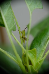 Close up of little green grashopper eating leaf.