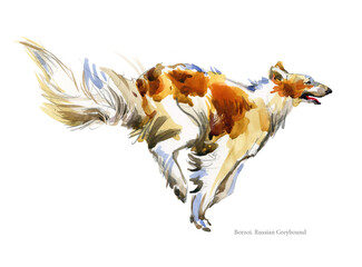 Russian wolfhound breed dog watercolor portrait isolated on white. Borzoi illustration.