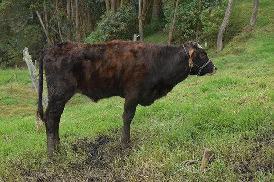 ternero en el campo natural amarrado con laso en potrero verde con paisajes y arboles alto en granja