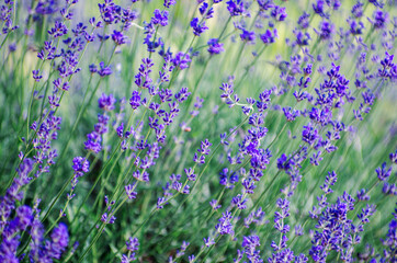 Selective focus on the lavender flower in the flower garden - lavender flowers lit by sunlight.