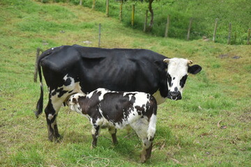 vaca pintada de blanco y negro con ternero mamando en ordeño en granja de campo