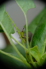 Close up of little green grashopper eating leaf.