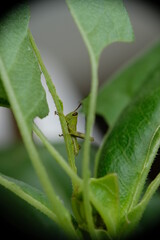 Close up of little green grashopper eating leaf.