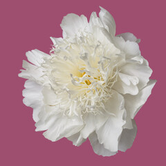 Delicate white peony flower on a pink background.