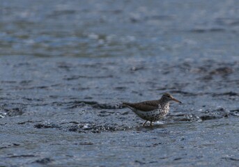 Obraz premium Spotted Sandpiper, Actitis macularius