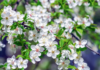 Cherry branch with beautiful background
