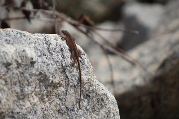 lizard on a rock