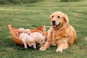 golden retriever mom lies next to a basket with newborn golden retriever puppies on the grass in the village at sunset in summer