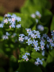 forget me not