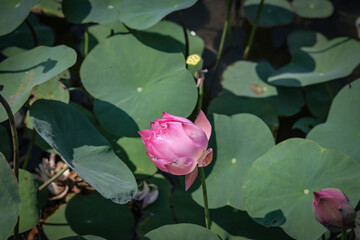 Close up pink lotus flower in pond is beautiful