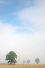 Obraz premium tree in the field