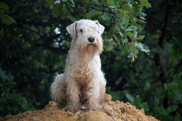  portrait d un schnauzer nain blanc assis