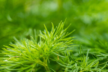 Green plant close-up. Background image.