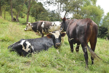 toro echado en el potrero y cesped verde con paisaje natural 