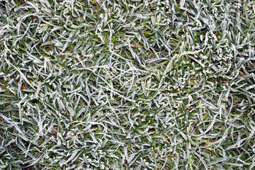 Frosted grass