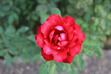 A bouquet of Moroccan gardens, beautiful flowers, love, colors, perfume,