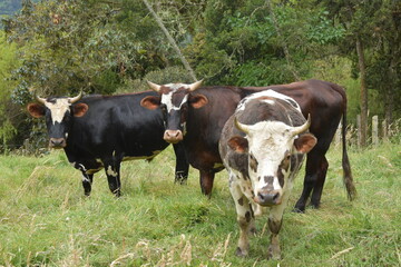 toros en potrero con cesped verde en ambiente natural, bueyes y pasaje