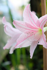 Close up of pink lily flower in home garden.