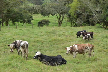 Toros, y bueyes en potrero verde con arboles y ambitrne natural de paisaje