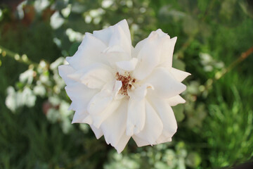 A bouquet of Moroccan gardens, beautiful flowers, love, colors, perfume,