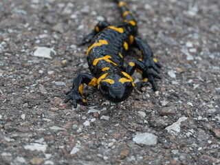Schwarz-Gelber Salamander auf Asphalt