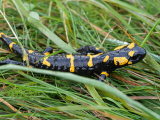 Schwarz-Gelber Salamander auf Gras