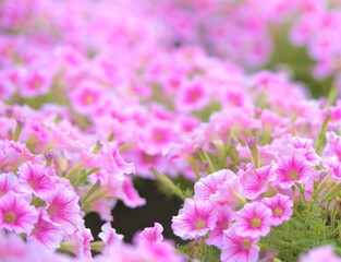 Fototapeta premium 咲き乱れ