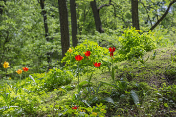 Multi-colored bright tulips blossom in a sunny park. Genus of perennial herbaceous bulbous plants of the family Liliaceae