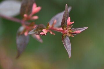 Naklejka na ściany i meble Glossy abelia buds and flowering. Caprifoliaceae evergreen shrub.