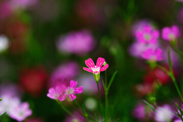 Fototapeta na wymiar Group of flower blooming in garden with selective focus beauty background