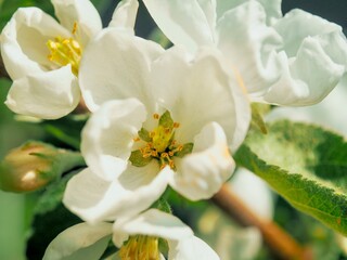 Fototapeta na wymiar White blossoming apple trees in the sunny light. Close up. Macro. Summer spring flowers background. Enjoying nature.