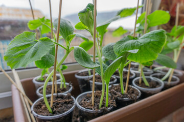 Pumpkin seedlings on the farmer's window