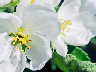 White blossoming apple trees in the sunny light. Close up. Macro. Summer spring flowers background. Enjoying nature.