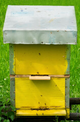 Yellow beehive with bees around