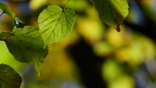 Autumn alder tree green leaves blowing in breeze