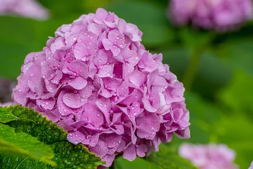 Poster Pink hydrangea flower in drops of water after rain on a natural background of the garden. © Ann Stryzhekin