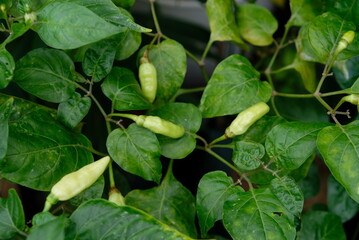 Close up of chili pepper plant in the home garden.