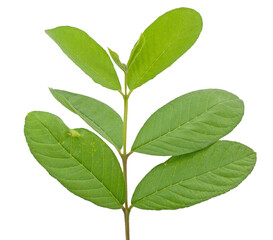 Guava leaf isolated on white background